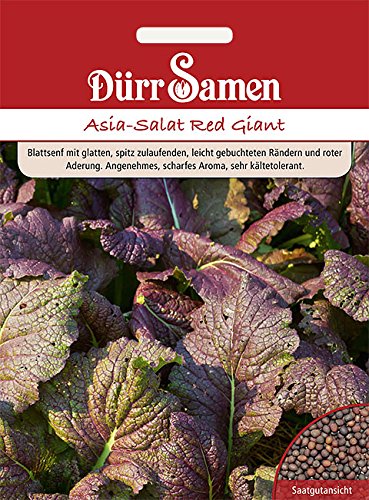 Dürr Samen Asia-SalatRed Giant Salat samen scharfes Aroma rote Aderung ca 500 Korn von Dürr-Samen