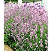 Duft-Lavendel 'Rosa' Duft-Lavendel 'Rosa'