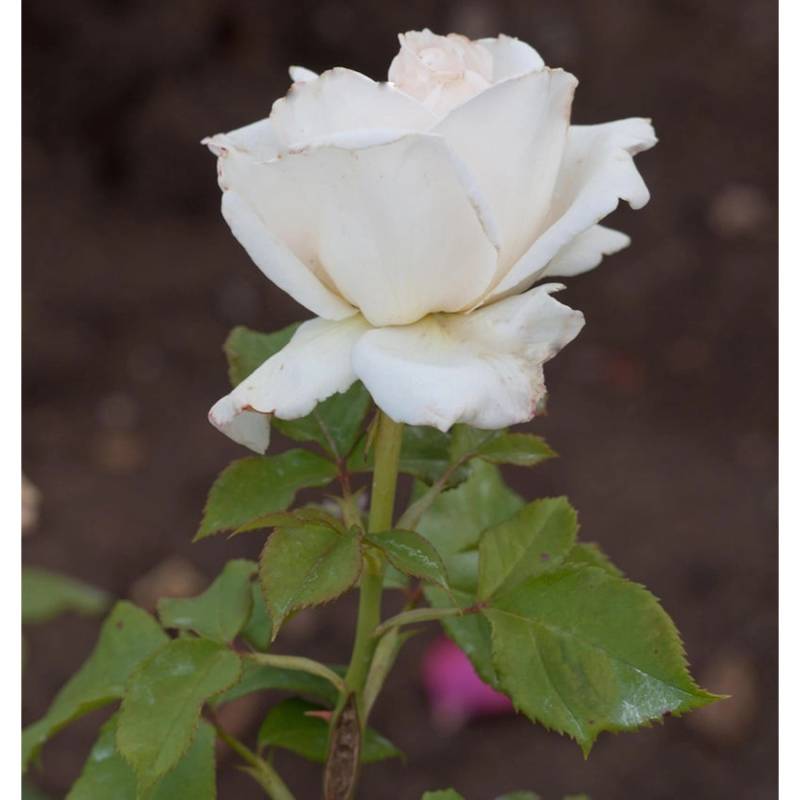 Edelrose Royal Philharmonic 30-60cm