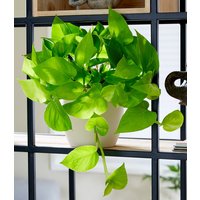 Efeutute 'Golden Pothos'