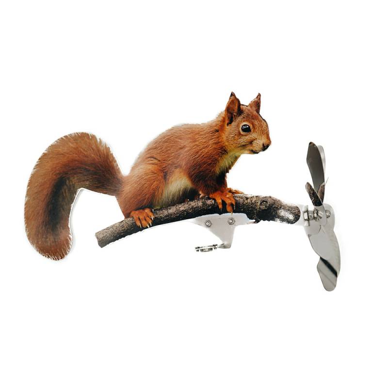 Eichhörnchen