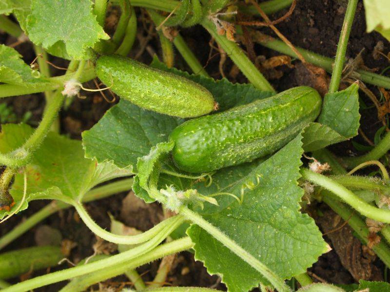 Einlegegurke 'Vorgebirgstrauben'