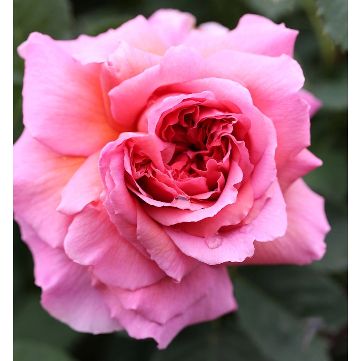 Englische Rose Princess Alexandra of Kent 30-60cm