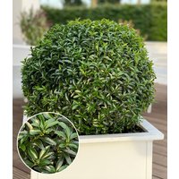 Euonymus 'Green Empire®'
