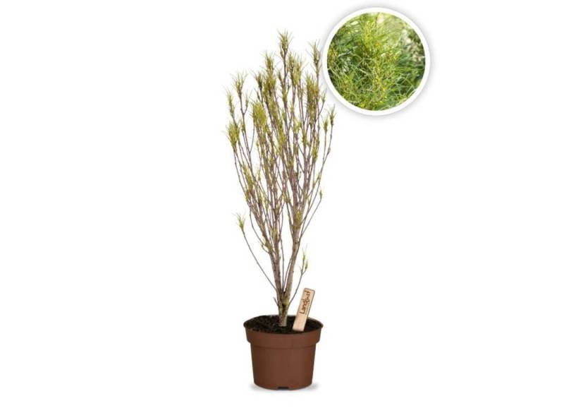Farnblättriger Säulenbaum