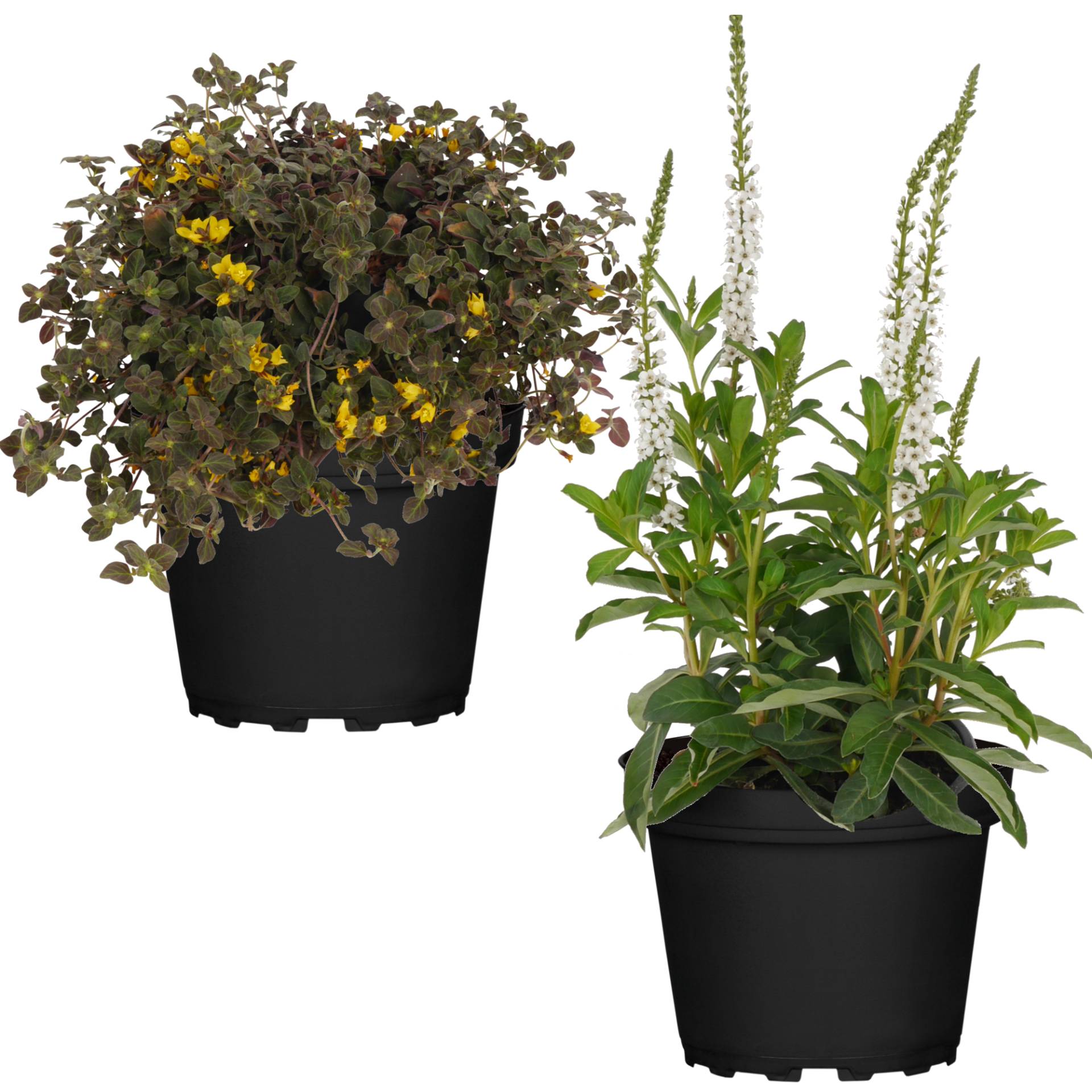 Felberich sortiert 13 cm Topf, 2er-Set