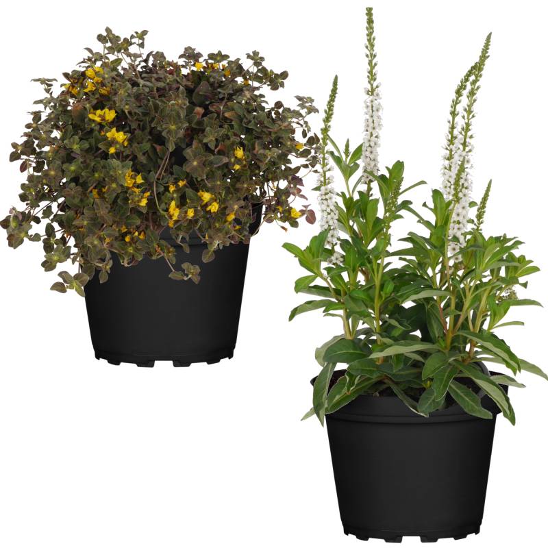 Felberich sortiert 13 cm Topf, 2er-Set