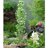 Felsenbirne Amelanchier 'Obelisk®', im 3-Liter XL-Topf