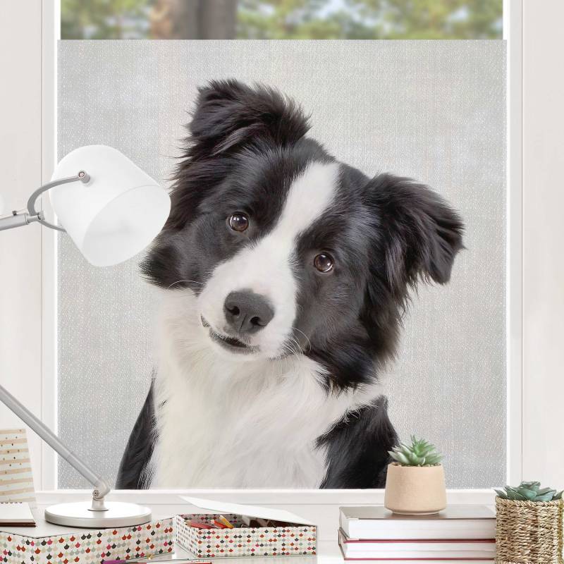 Fensterfolie Bordercollie Benni