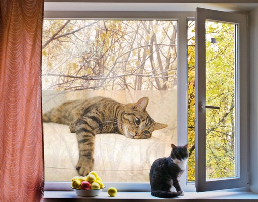 Fensterfolie Cat Chill Out