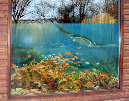Fensterfolie Korallenriff Fisch Set