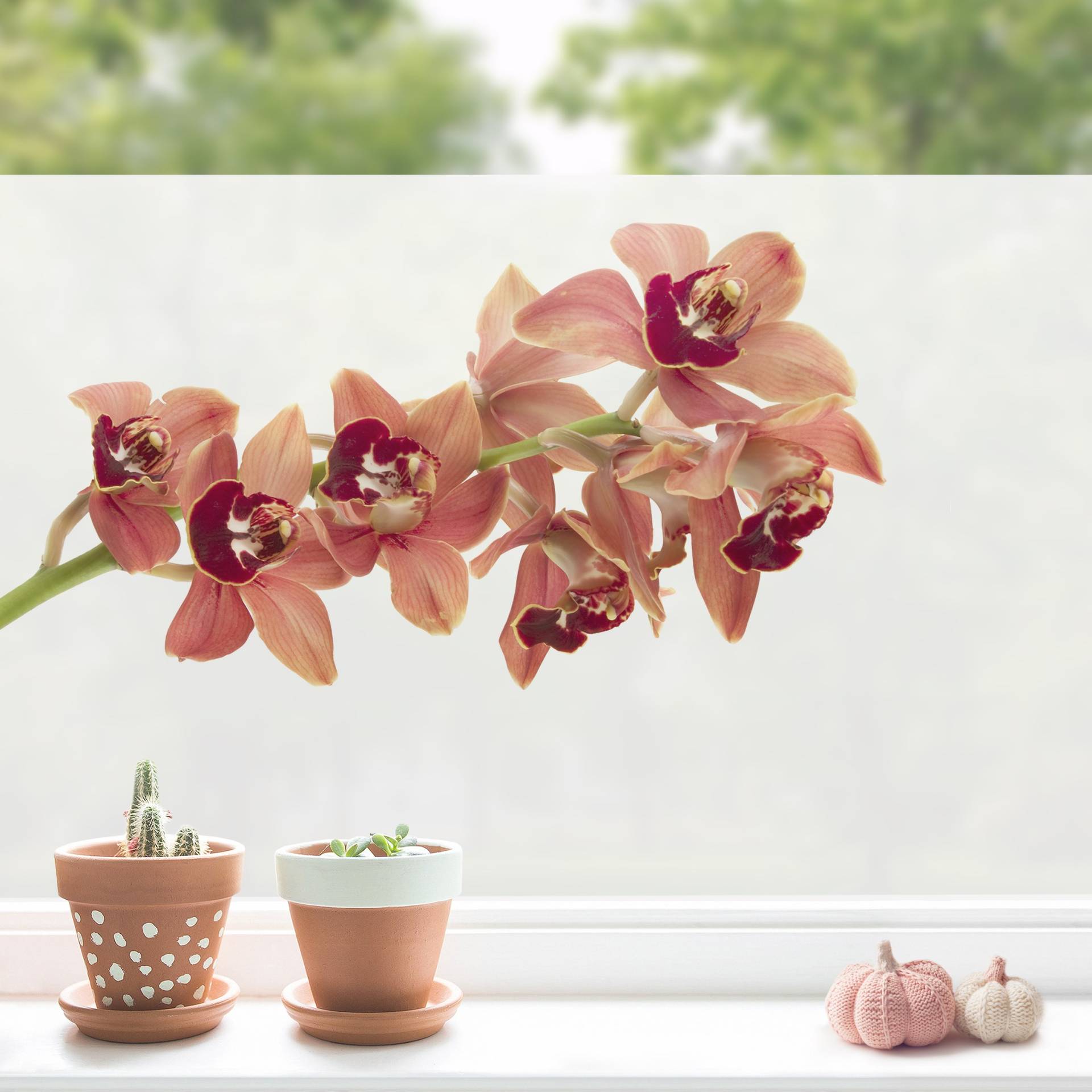 Fensterfolie No.180 Orchidee Rot II