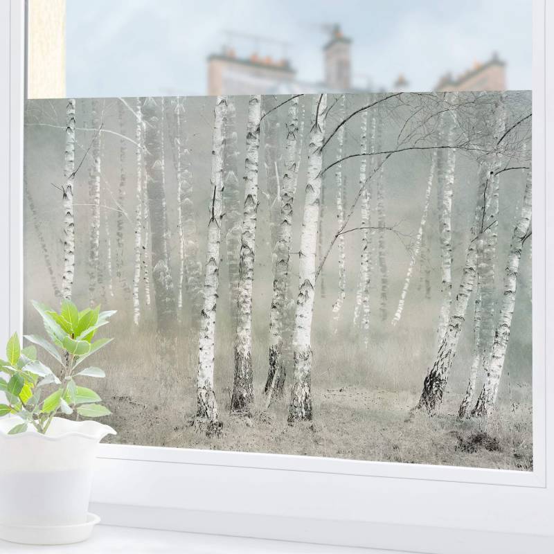Fensterfolie Ruhender Birkenwald