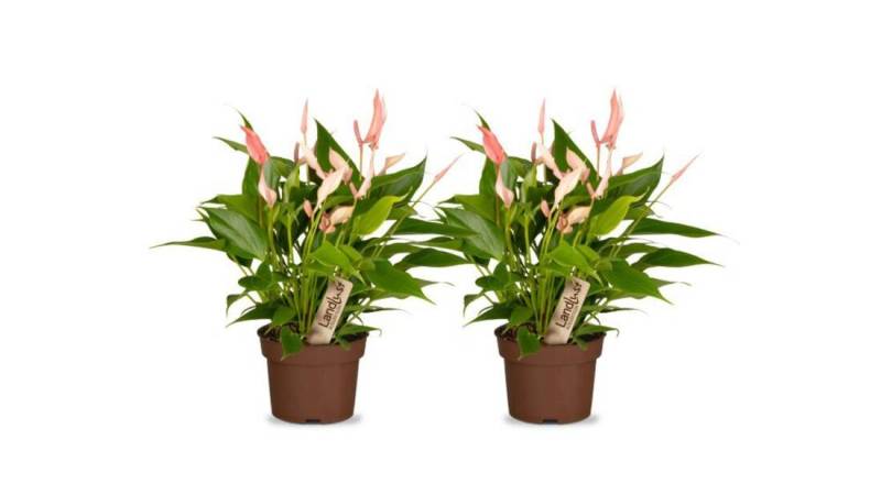Flamingoblume Lilly (2er-Set)