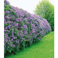 Flieder-Hecke