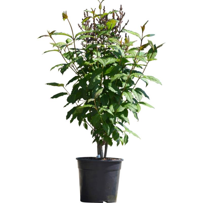 Flieder Minuet Höhe ca. 60 - 80 cm Topf ca. 10 l Syringa villosa