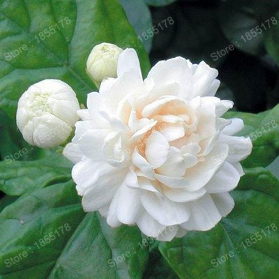 Förderung Schöne chinesische Jasmin Blumensamen echte weiße seltener Blume Tee duftende Pflanze in Bonsai-DIY Hausgarten 20pcs / bag