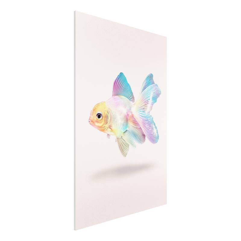 Forexbild Fisch in Pastell