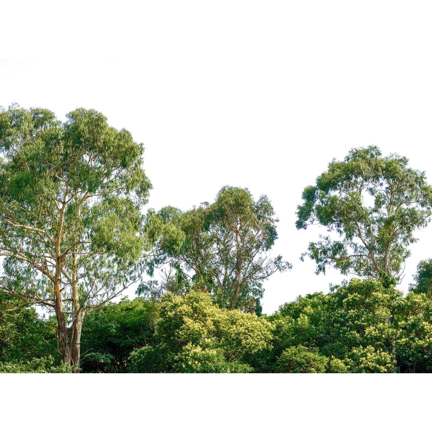 Fototapete Bäume Himmel Grün Braun 3,50 m x 2,55 m FSC® Fototapete Bäume Himmel Grün Braun 3,50 m x 2,55 m FSC® von -