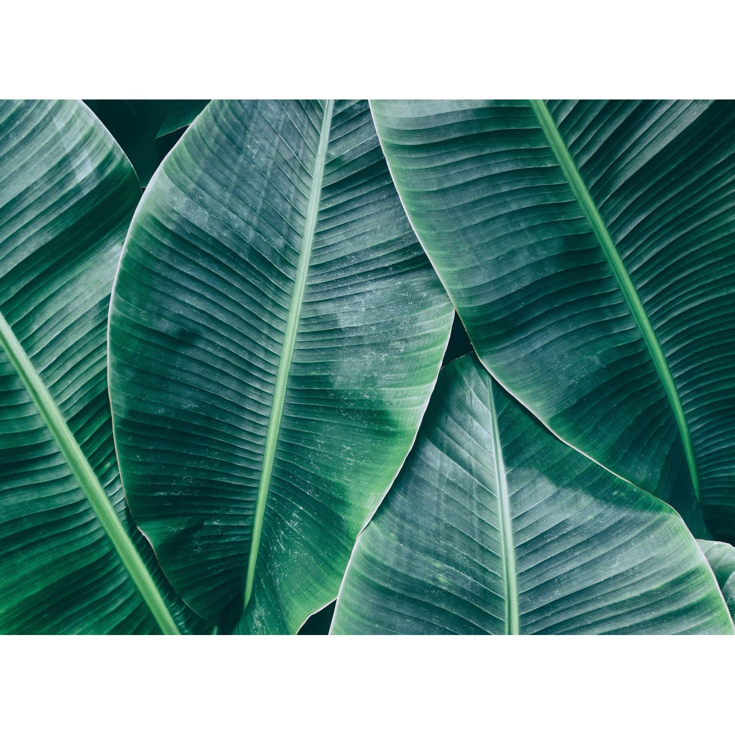 Fototapete Blätter Palmen Grün 3,50 m x 2,55 m FSC® von -