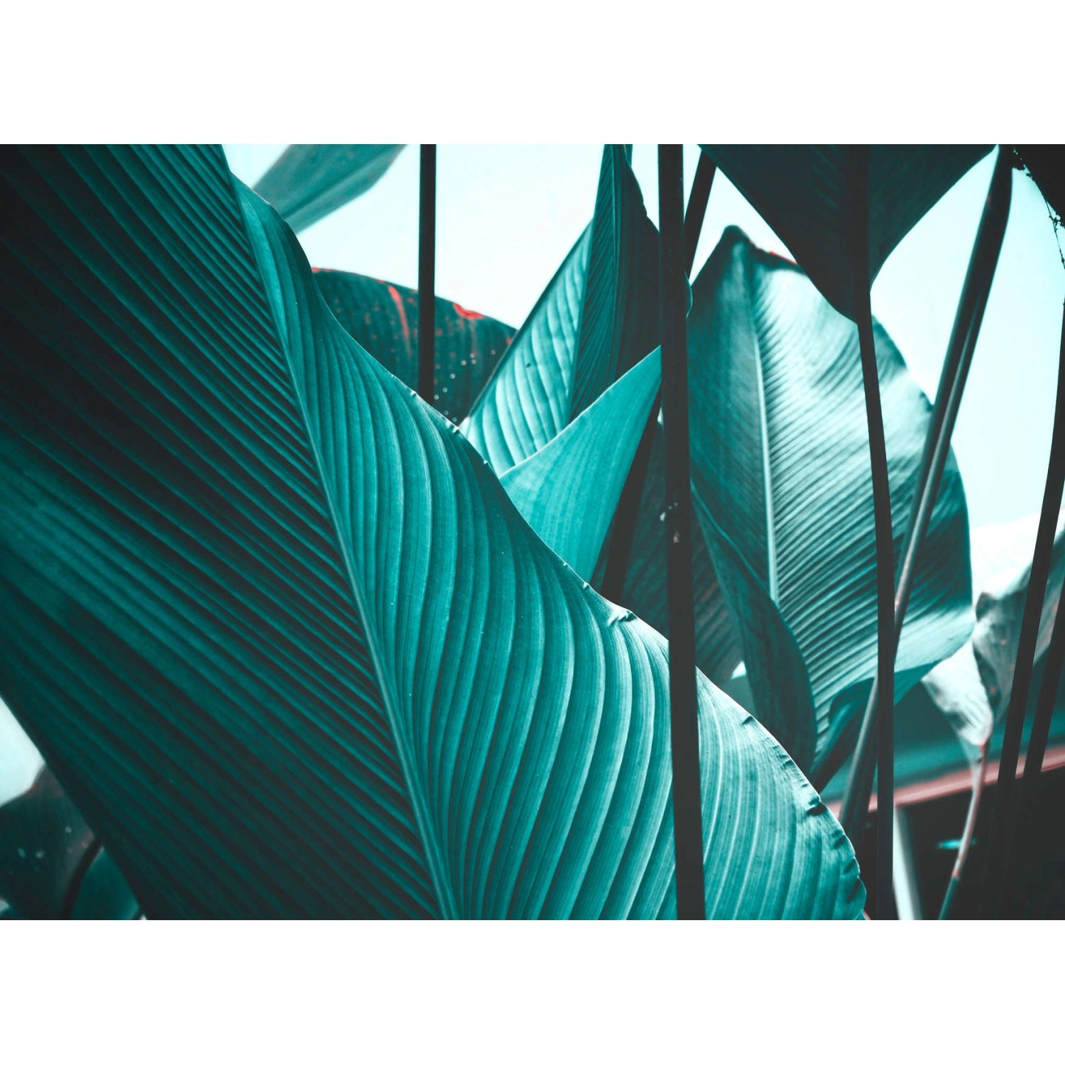 Fototapete Blätter Palmen Grün Blau 3,50 m x 2,55 m FSC® von -