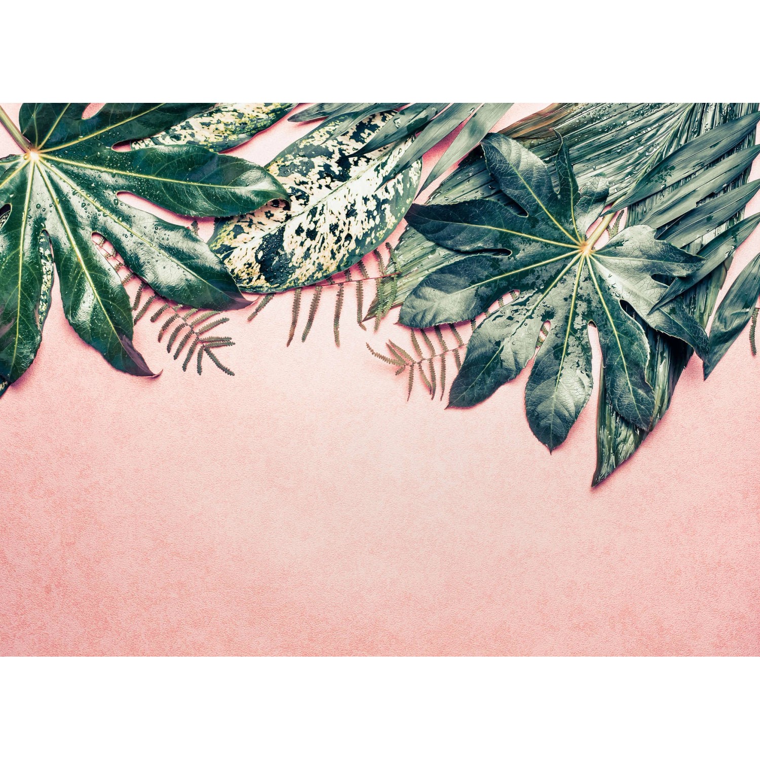 Fototapete Blätter Palmen Grün Rosa 3,50 m x 2,55 m FSC® von -