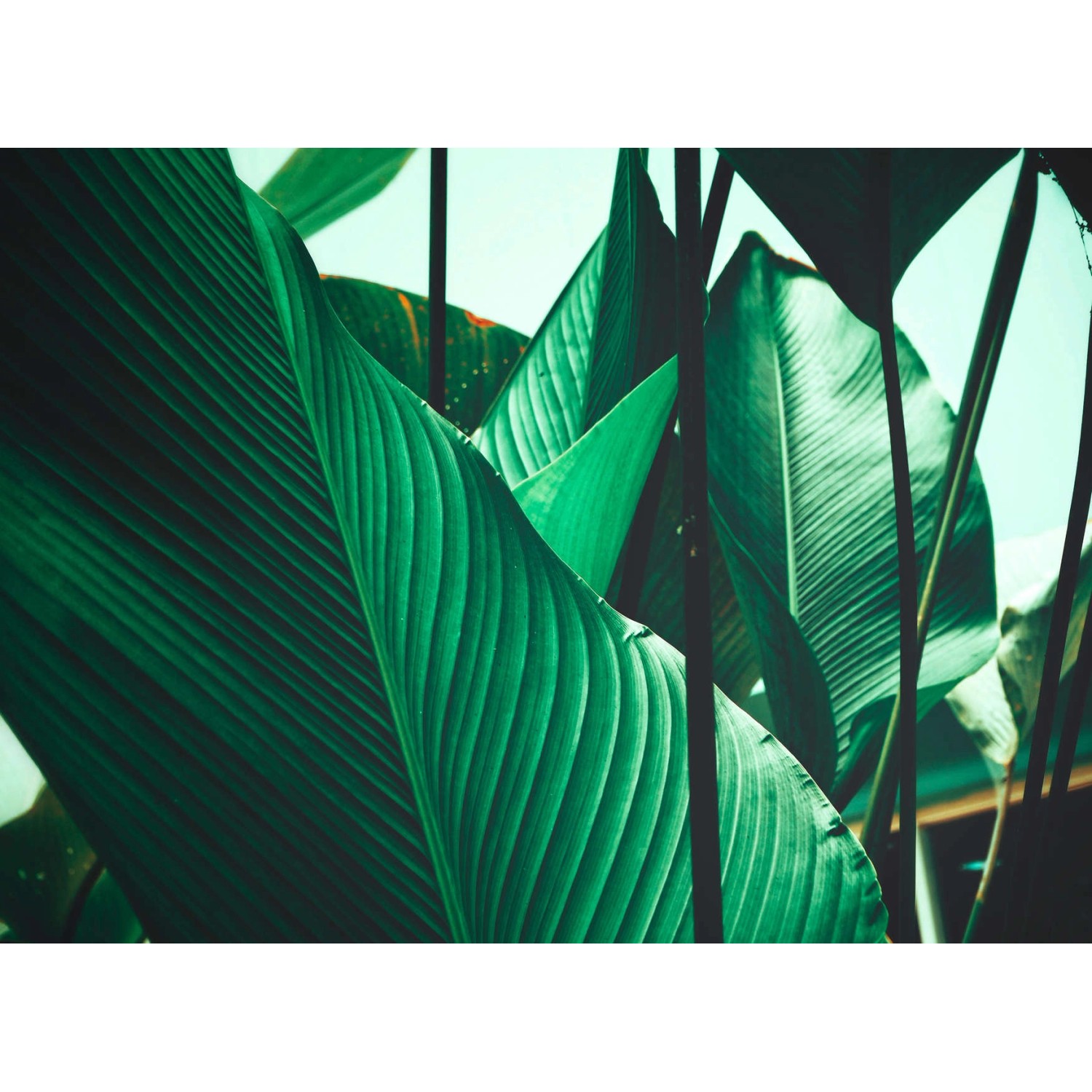 Fototapete Blätter Palmen Grün Weiß 3,50 m x 2,55 m FSC® von -