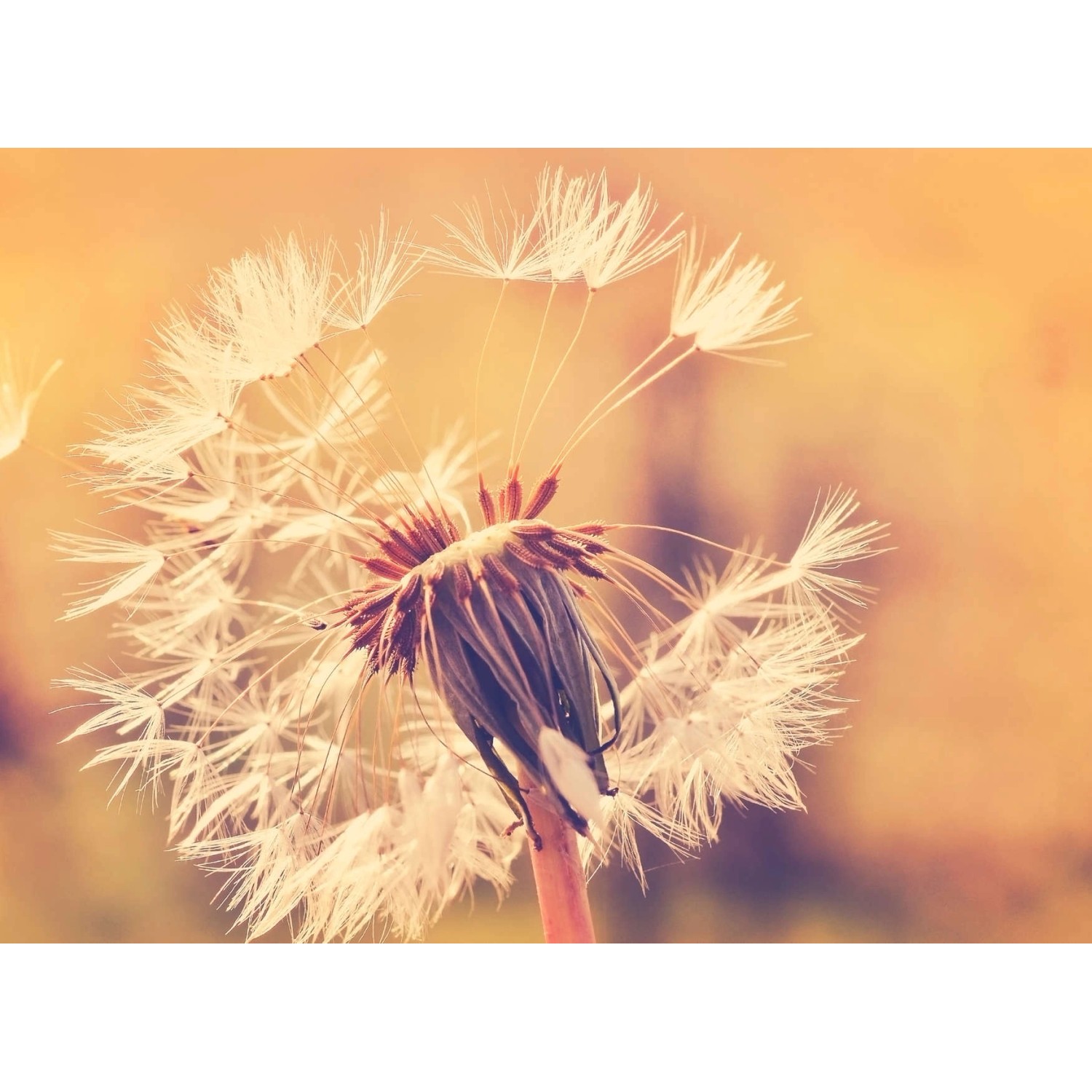 Fototapete Blumen Pusteblume Orange Gelb 3,50 m x 2,55 m FSC® Fototapete Blumen Pusteblume Orange Gelb 3,50 m x 2,55 m FSC® von -
