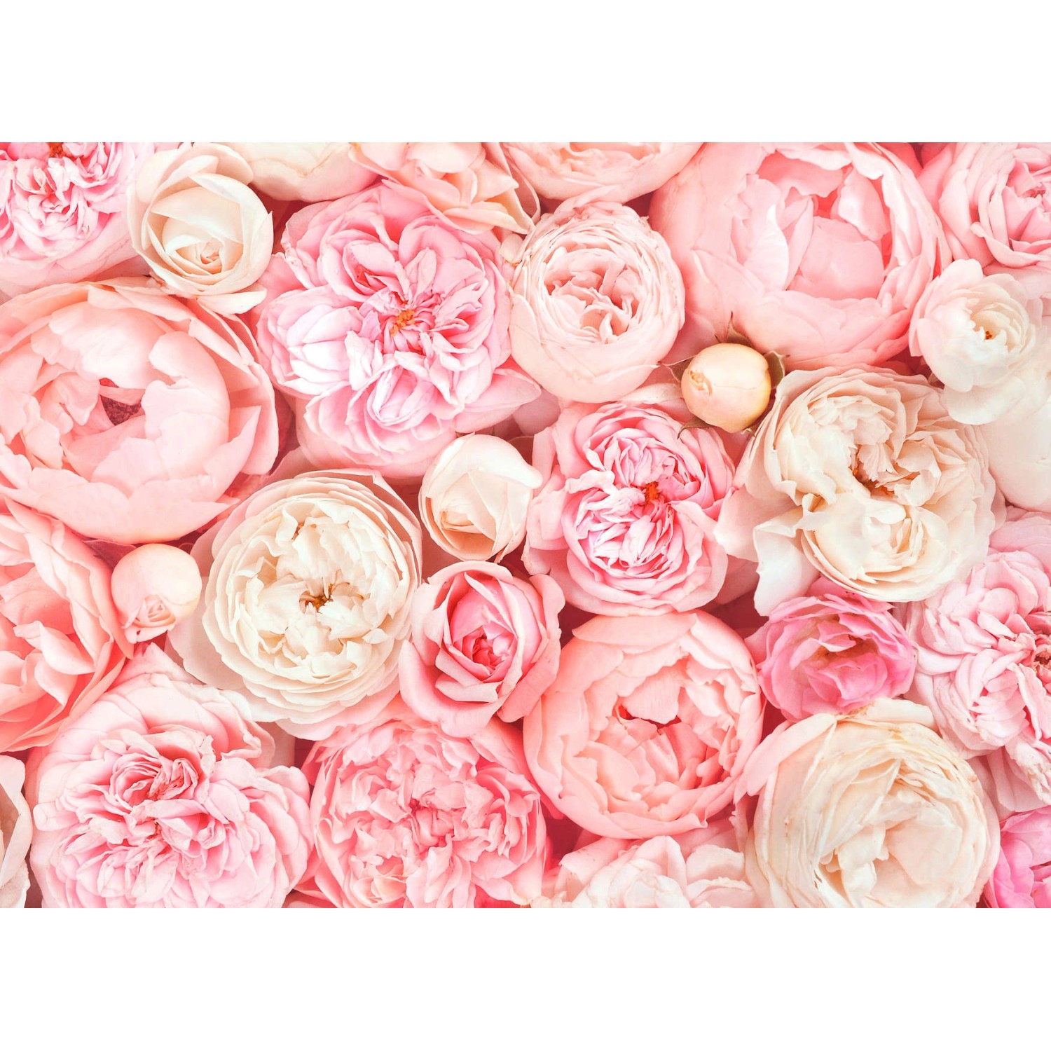 Fototapete Blumen Rosen Blüten Weiß Rosa 3,50 m x 2,55 m FSC® von -