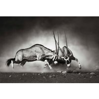 Wall-Art Vliestapete "Tiere Afrika Antilopen Duell" von Wall-Art