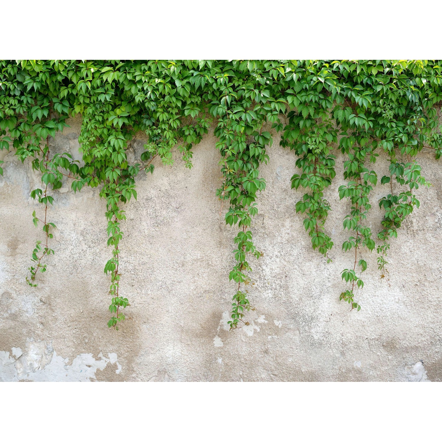 Fototapete Efeu Grün Grau 3,50 m x 2,55 m FSC® Fototapete Efeu Grün Grau 3,50 m x 2,55 m FSC® von -