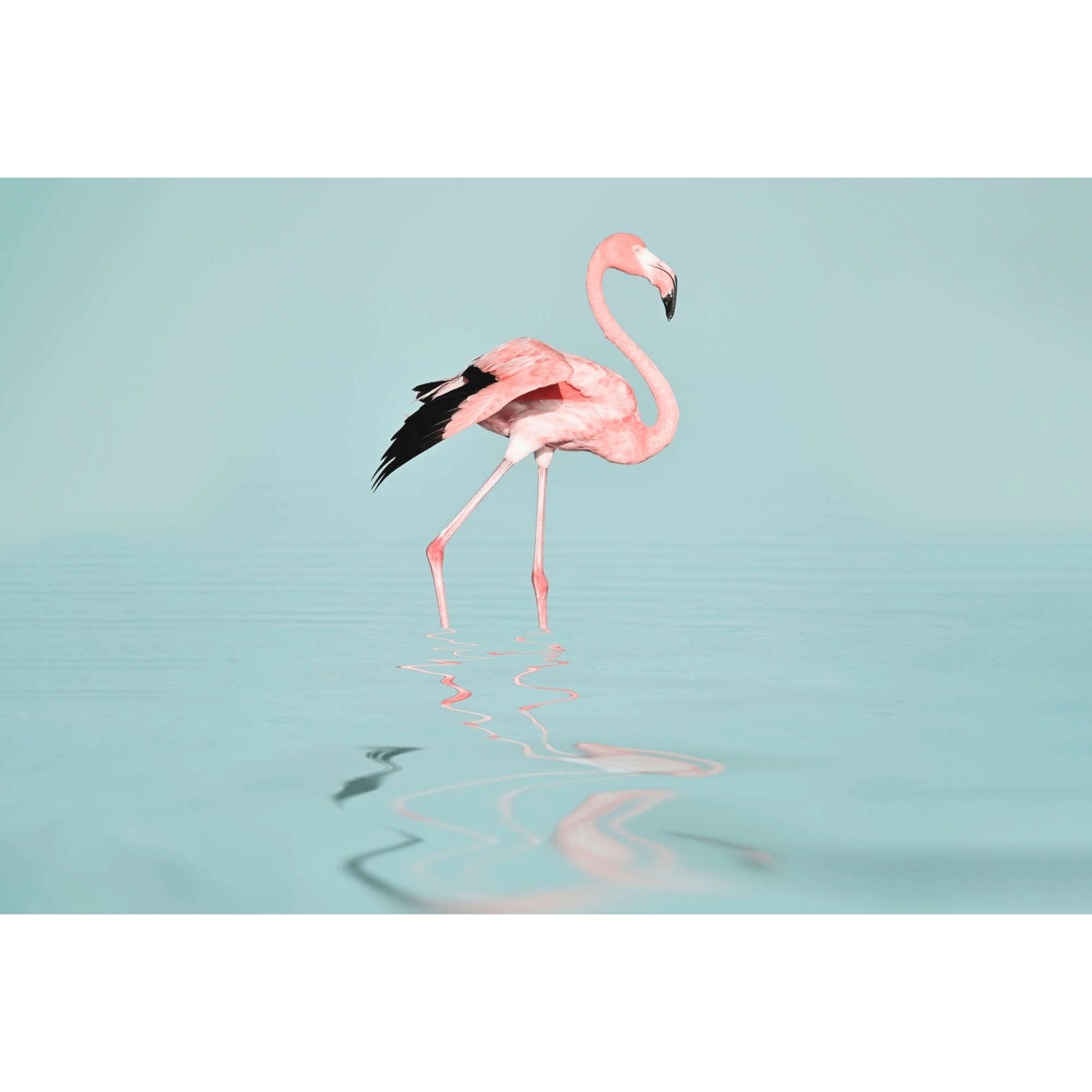 Fototapete Flamingo Rosa Blau Schwarz 4,00 m x 2,70 m FSC® von -