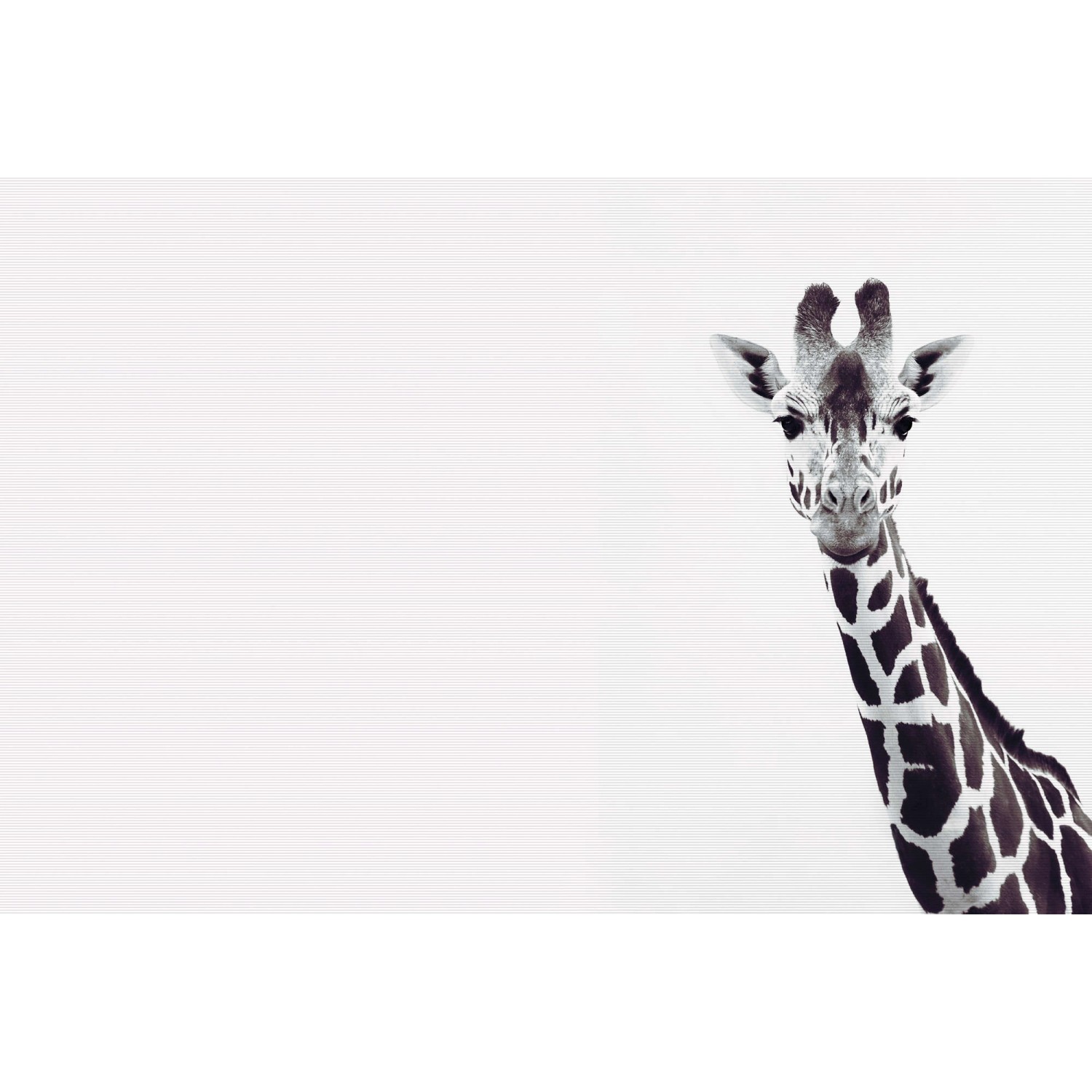 Fototapete Giraffe Schwarz Weiß 4,00 m x 2,70 m FSC® von -