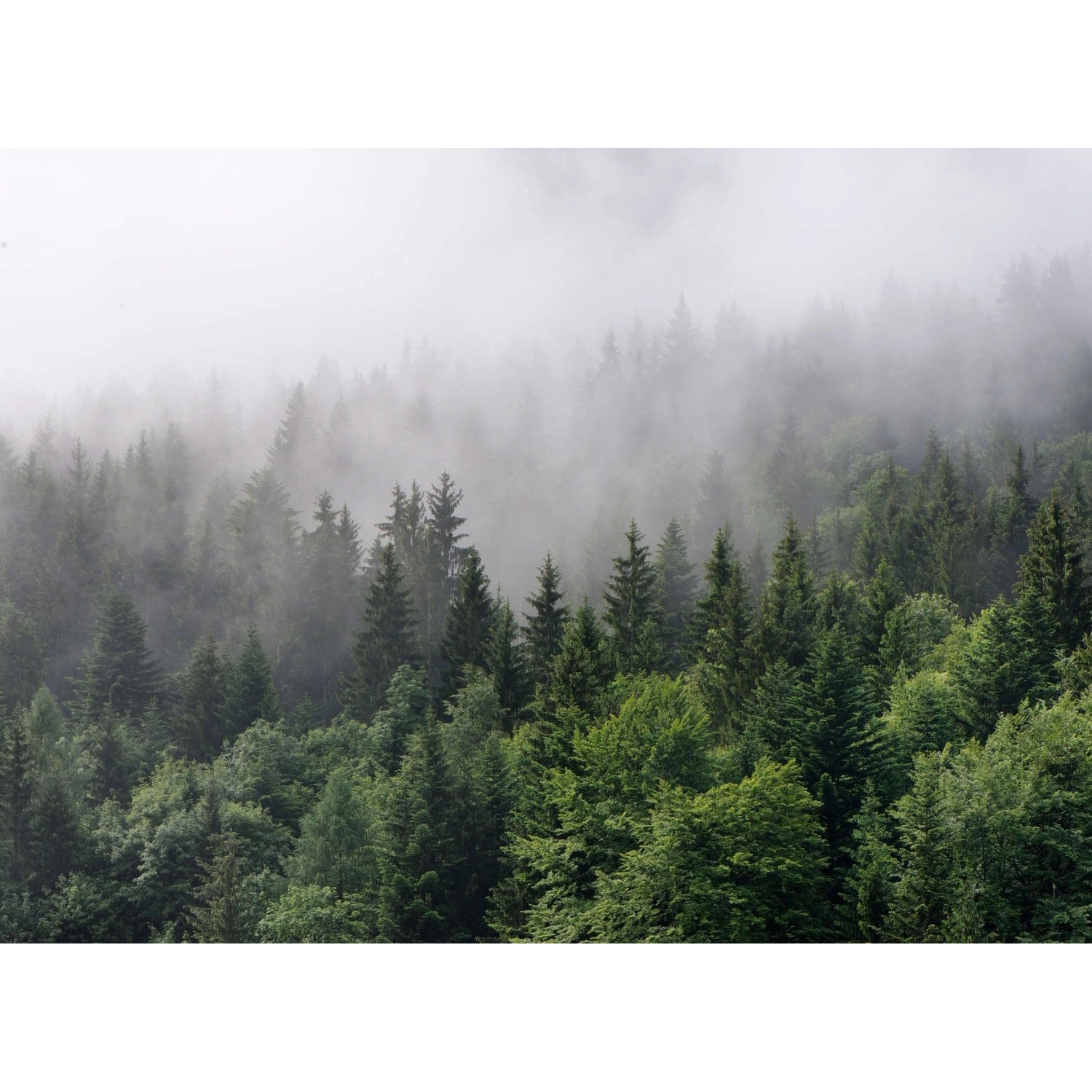 Fototapete Landschaft Wald Grün Grau 3,50 m x 2,55 m FSC® von -