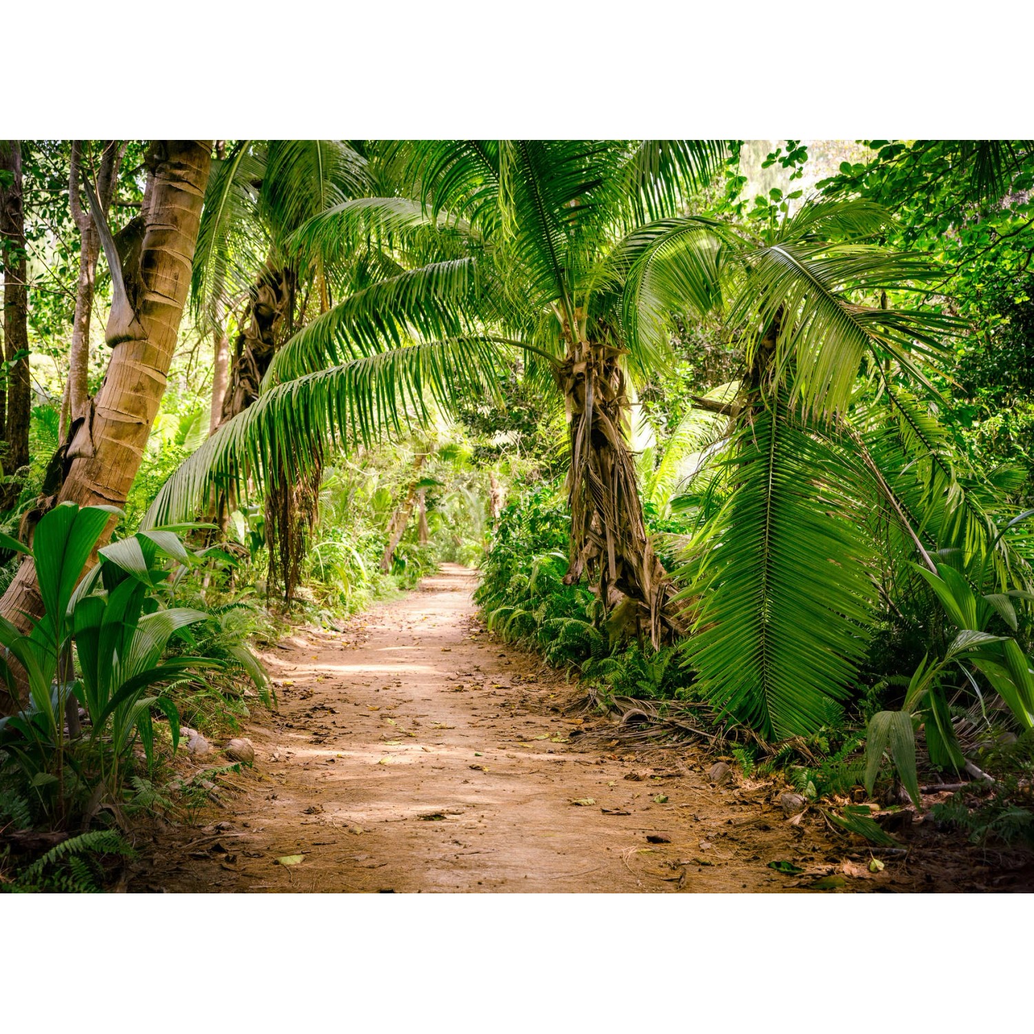 Fototapete Palmen Dschungel Grün Braun 3,50 m x 2,55 m FSC® von -
