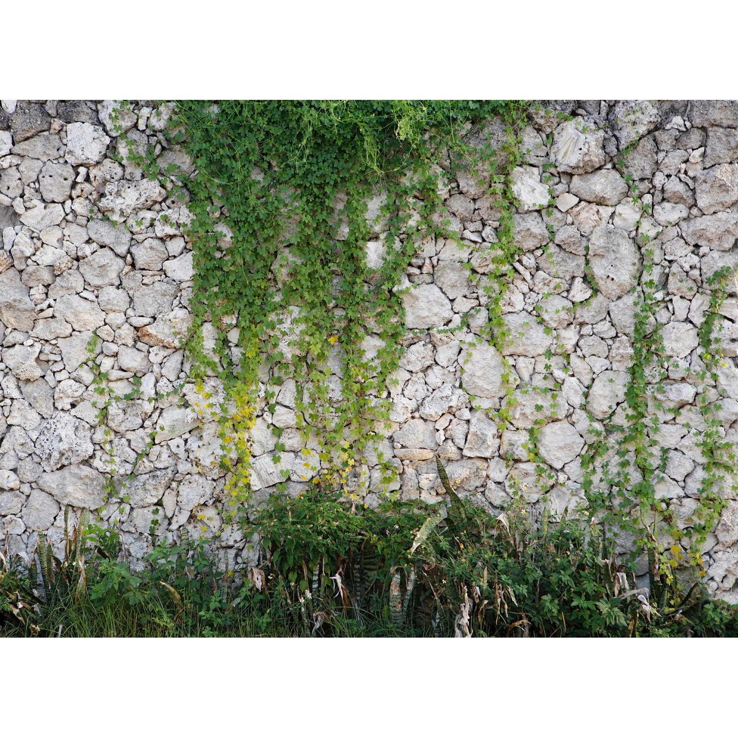 Fototapete Steinwand Efeu Grau Grün 3,50 m x 2,55 m FSC® von -