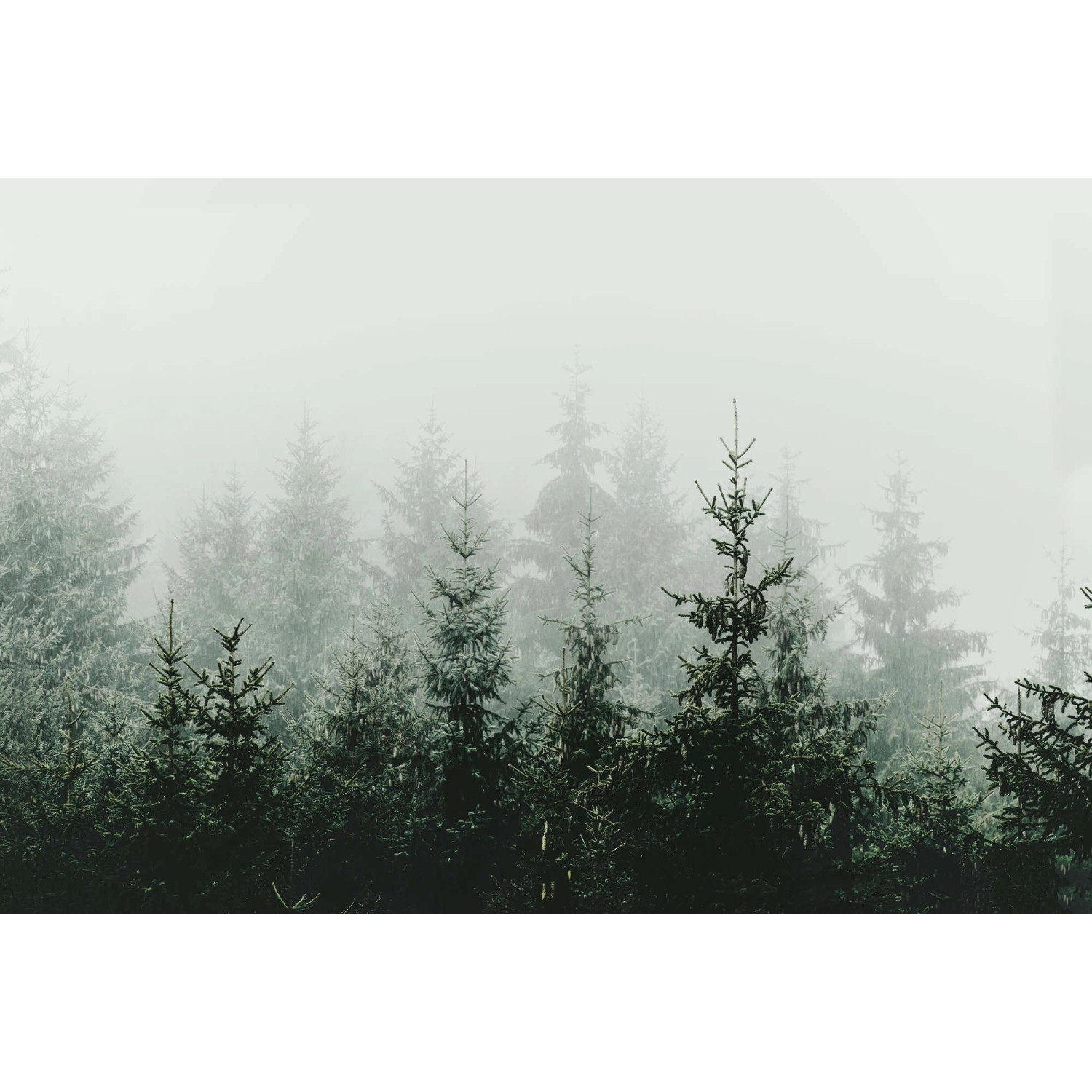 Fototapete Wald Tannen Nebel Grün Grau 4,00 m x 2,70 m FSC® von -