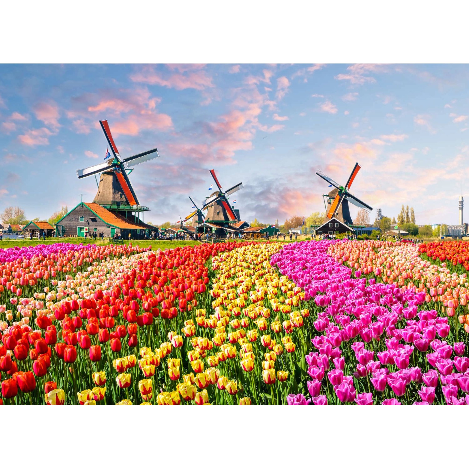 Fototapete Windmühle Tulpenfeld Bunt 3,50 m x 2,55 m FSC® Fototapete Windmühle Tulpenfeld Bunt 3,50 m x 2,55 m FSC® von -