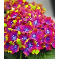 Freiland-Hortensie 'SAXON® Schloss Wackerbarth'