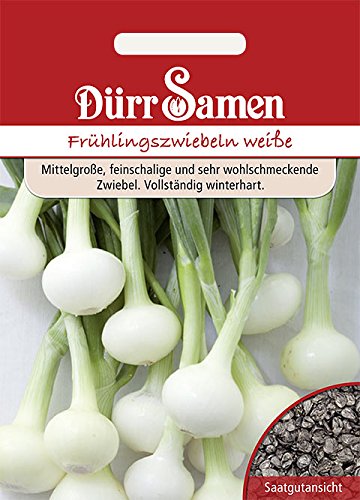 Frühlingszwiebeln weiße von Dürr-Samen