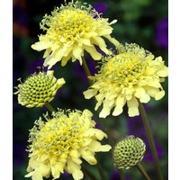 Winterharte gelbe Scabiose