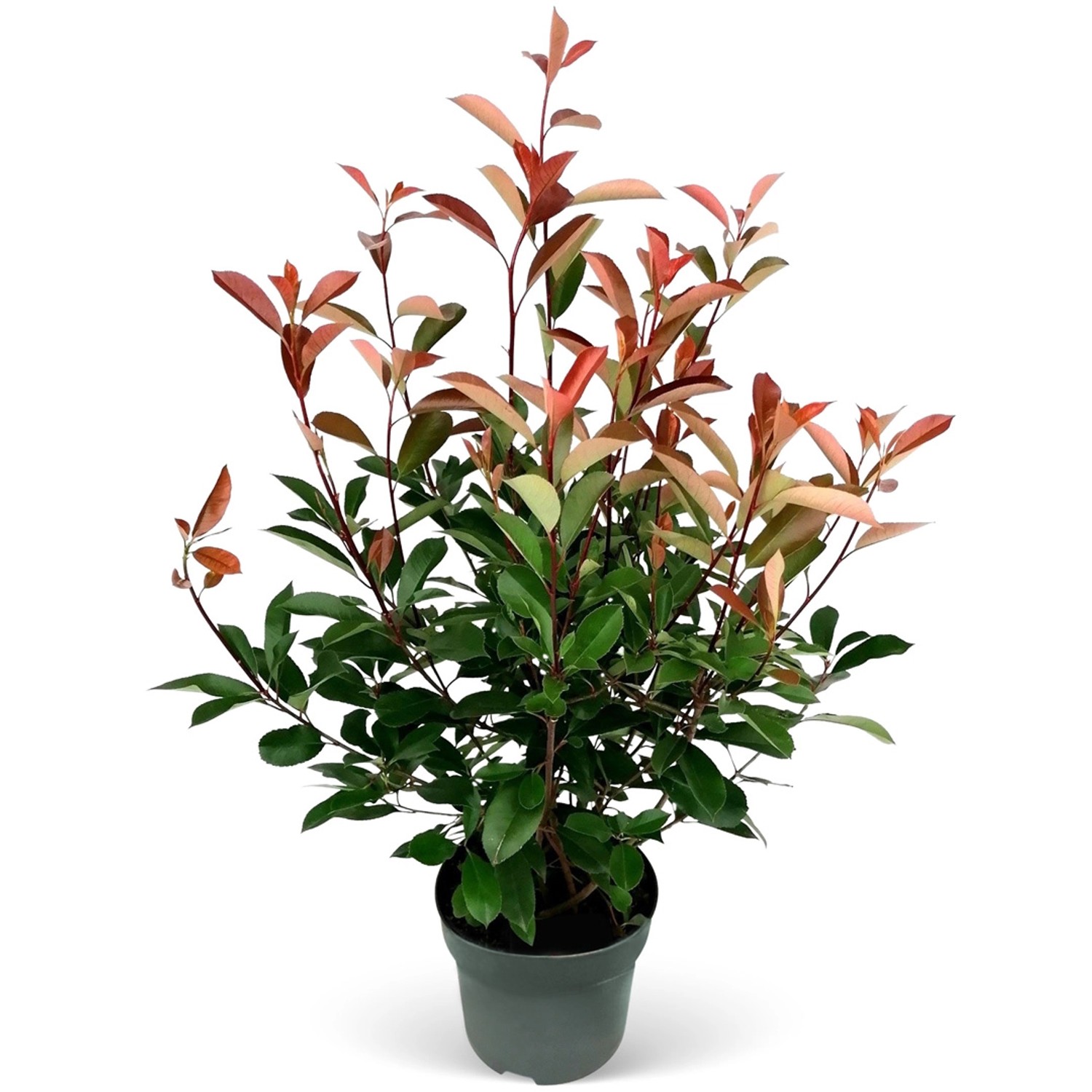 Glanzmispel Red Robin Set à 30 Stück Höhe ca. 80-100 cm Topf ca. 5 l Photinia Glanzmispel Red Robin Set à 30 Stück Höhe ca. 80-100 cm Topf ca. 5 l Photinia