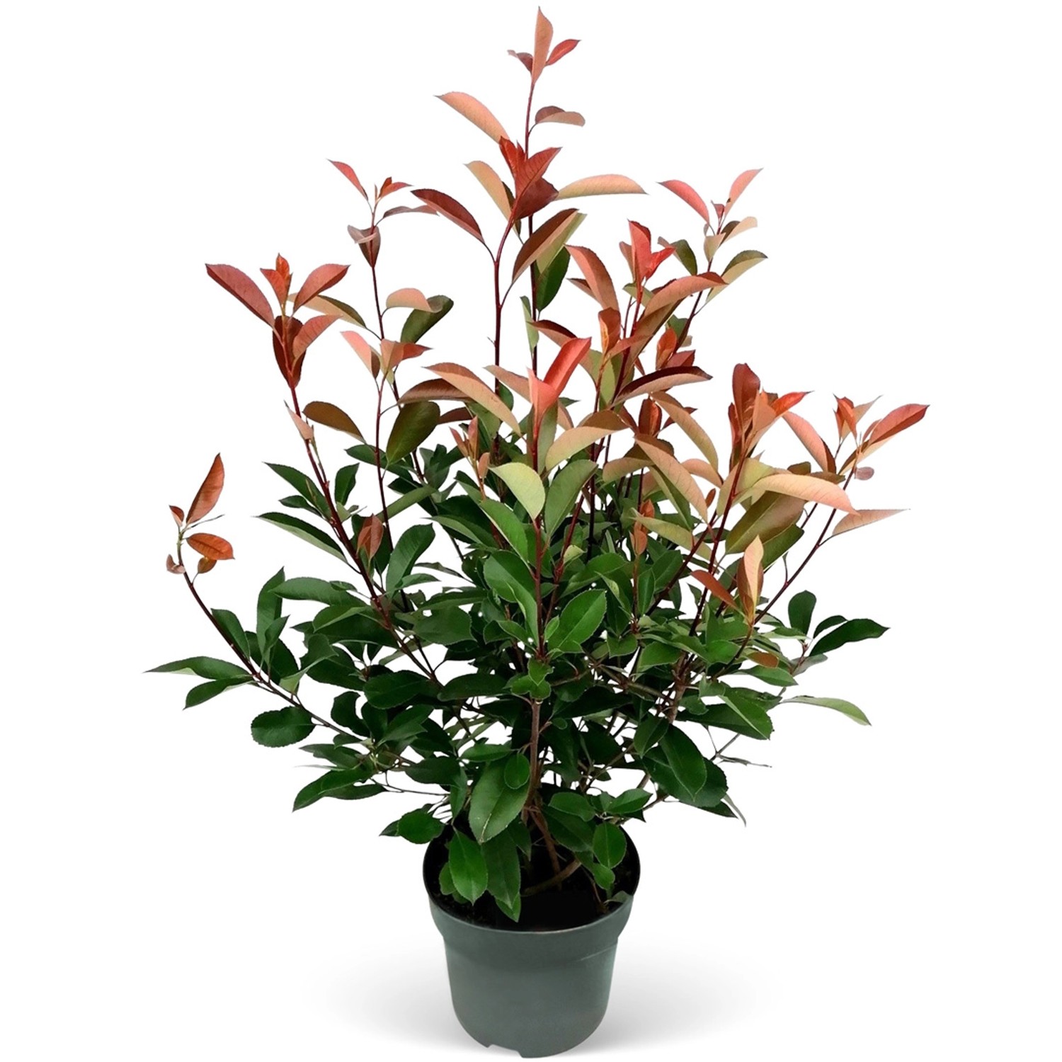 Glanzmispel Red Robin Set à 45 Stück Höhe ca. 80-100 cm Topf ca. 5 l Photinia Glanzmispel Red Robin Set à 45 Stück Höhe ca. 80-100 cm Topf ca. 5 l Photinia