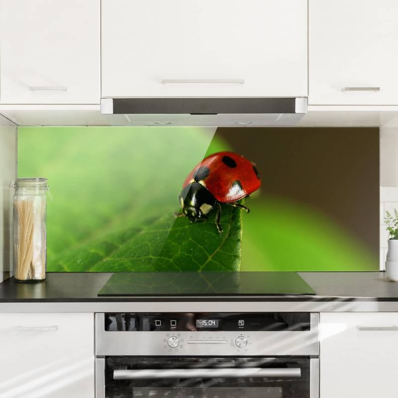 Glas Spritzschutz - Panorama Lady Bird