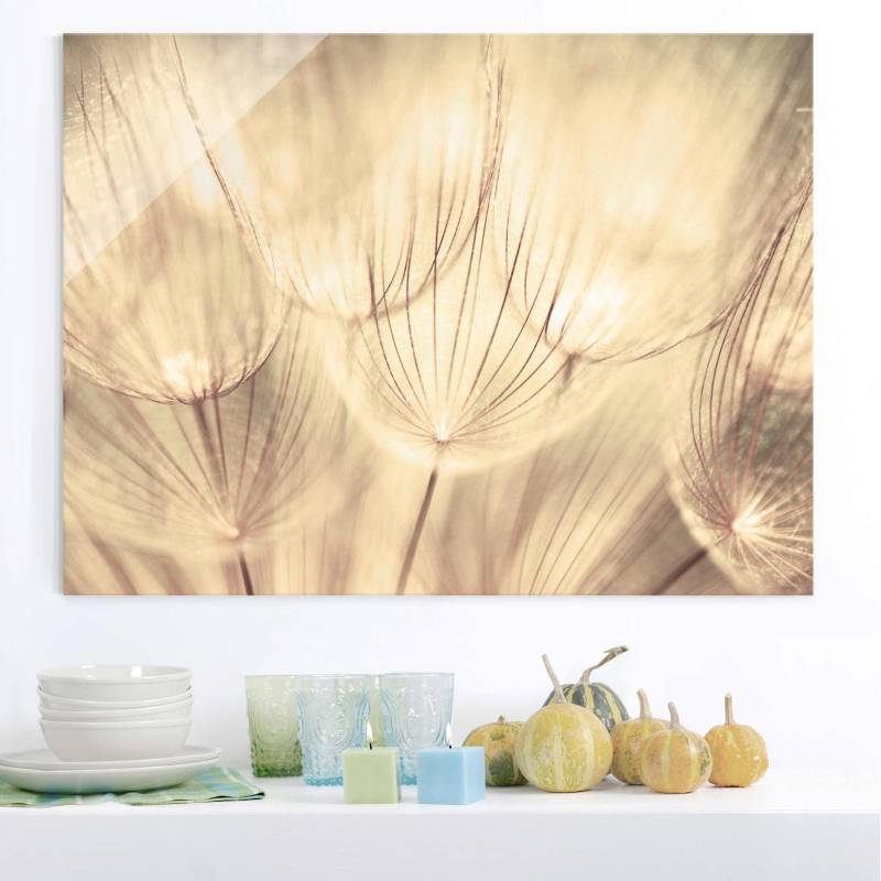 Glasbild Blumen Pusteblumen Nahaufnahme in wohnlicher Sepia Tönung