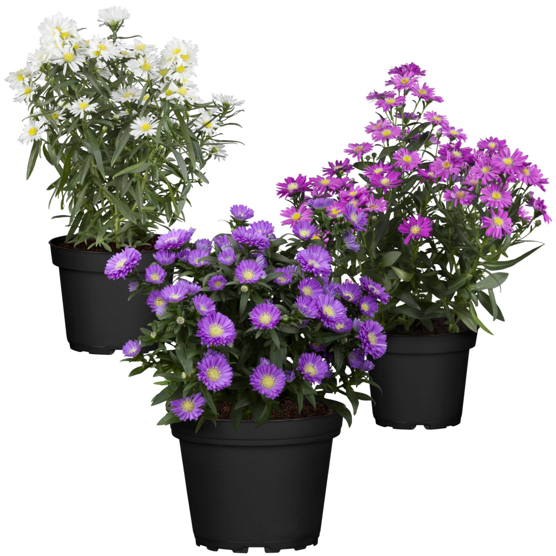 Glattblatt-Aster sortiert 10,5 cm Topf, 3er-Set