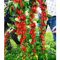 Goji 'Sweet Lifeberry®'