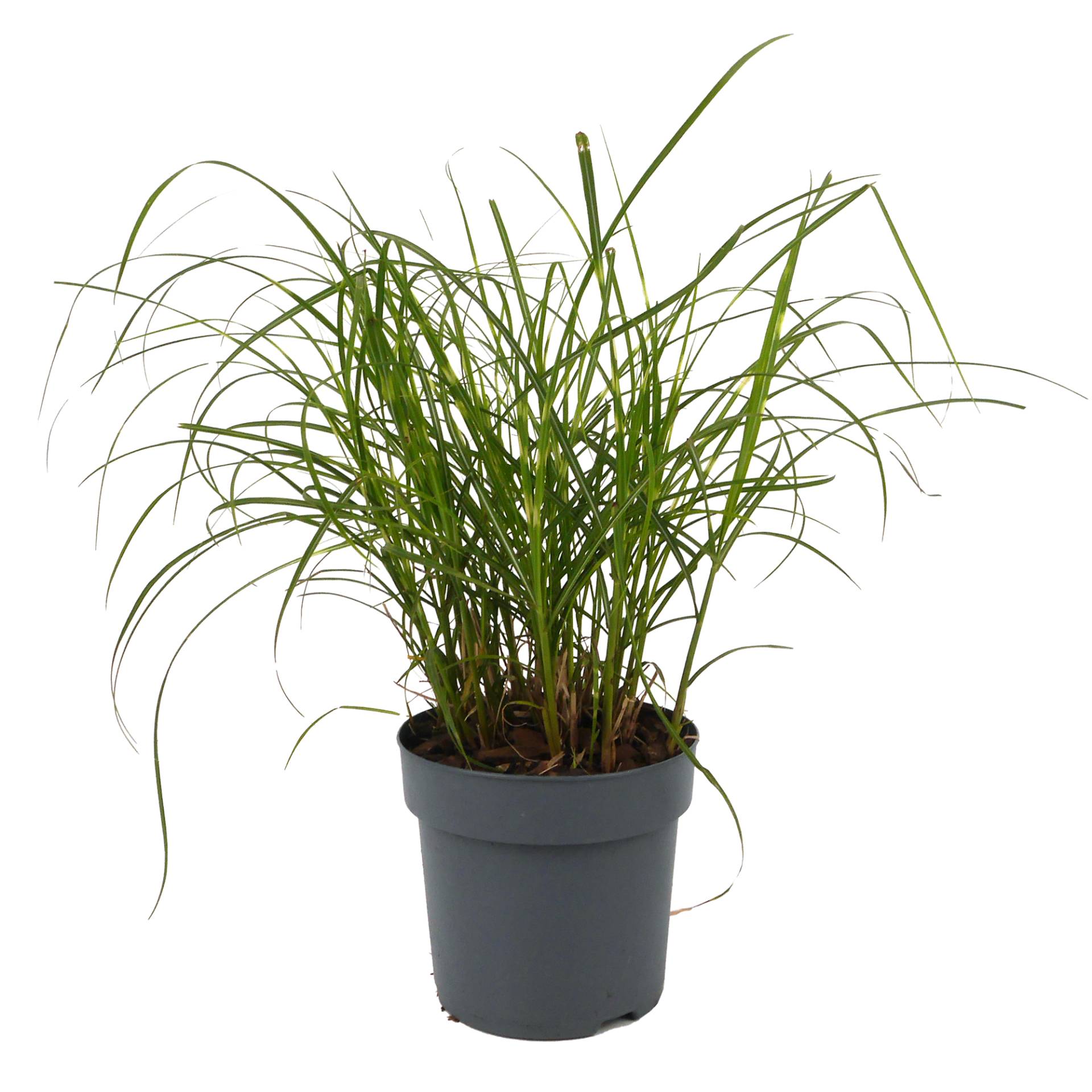 Gräser verschiedene Sorten 14 cm Topf