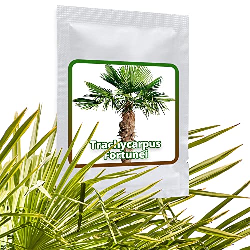 Hanfpalme Trachycarpus fortunei - Hanf Palmen Samen 10 Stück/Pack - Palmensamen - Winterhart bis -17 °C die frosthärteste Palmen weltweit von Magic of Nature