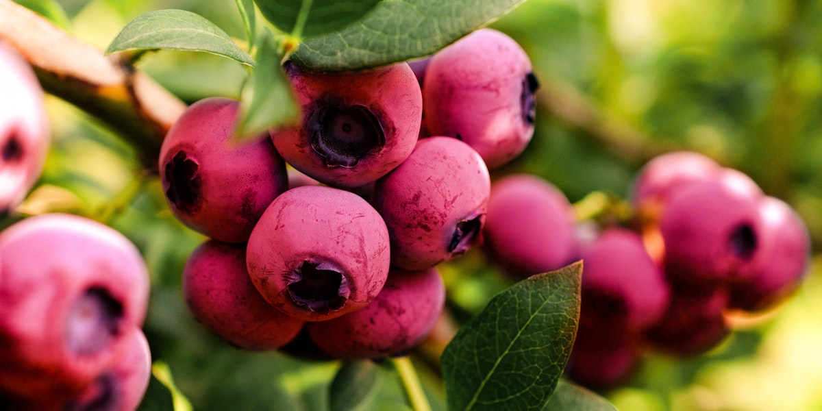 Heidelbeere Akamaru von Restberry